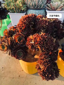 万圣节多肉怎么养护出状态 如何管理多肉植物以获得最佳万圣节状态