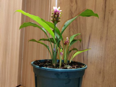 姜荷花怎么养护长的好 如何有效养护姜荷花促使其茁壮生长