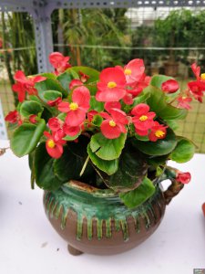 海棠花开花时能浇水吗 海棠花开时需浇水吗？