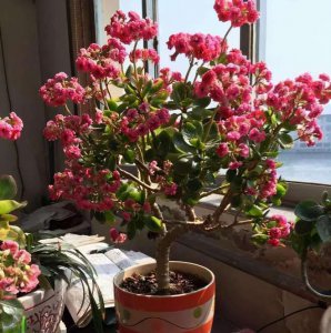 长寿花开花时能浇水吗 长寿花开花时需要浇水吗？