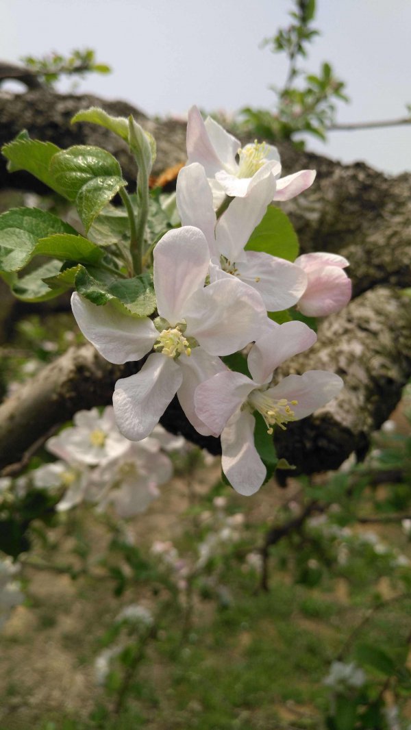 苹果树开花时能浇水吗