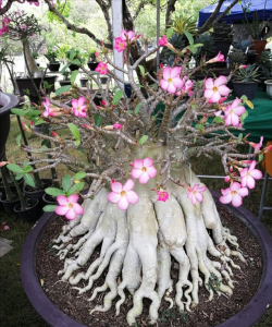 沙漠玫瑰怎么养长得快 快速养护沙漠玫瑰
促进沙漠玫瑰生长