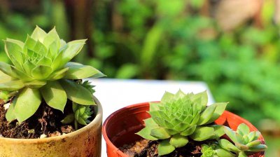 多肉荷花怎么养护出状态 多肉荷花养护技巧保持健康状态