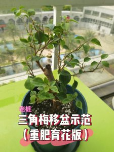 三角梅花怎么养家庭养法 家庭种植三角梅的养护方法