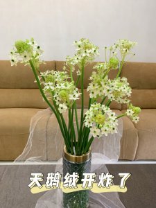 天鹅绒花怎么养护方法 养护天鹅绒花的方法
爱护天鹅绒花的技巧