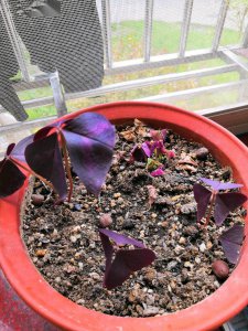 紫芳草怎么养护爆盆 紫芳草如何正确爆盆养护