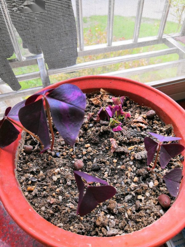 紫芳草怎么养护爆盆