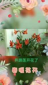 并蹄莲花怎么养护方法 并蹄莲花的养护技巧