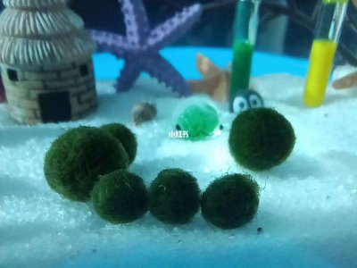 海藻球怎么养护炸毛 海藻球如何避免炸毛？