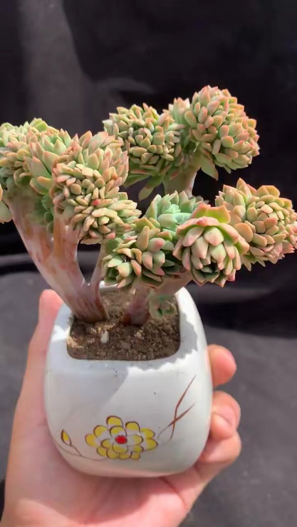多肉马库斯怎么养护才好看