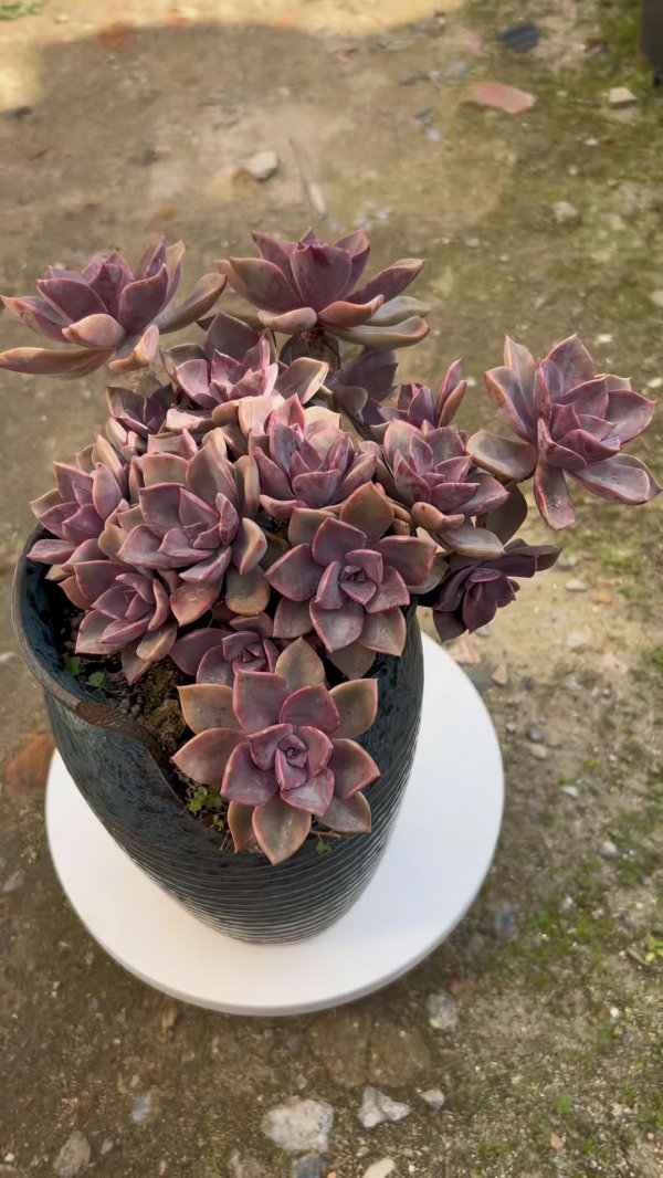 初恋多肉怎么养护才好看