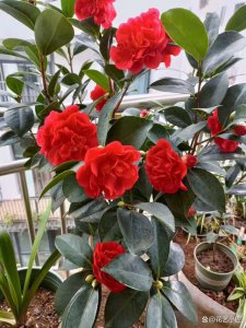 红山茶花怎么养家庭养法 家庭如何种植红山茶花
