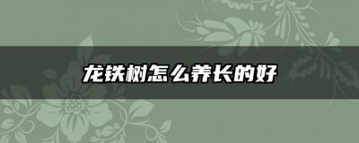 龙铁树怎么养长的好 如何正确养护龙铁树以促进生长？