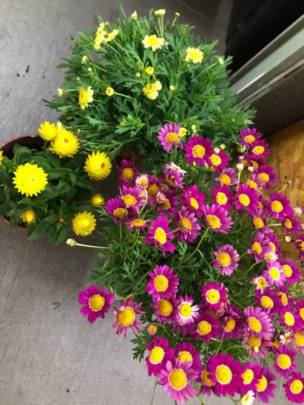 玛格丽特菊花怎么养护方法