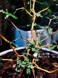 童话树怎么养护方法 养护童话树的方法
护理童话树的技巧