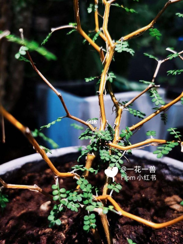 童话树怎么养护方法