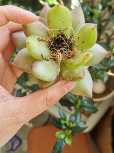 水泡多肉怎么养护长得快 如何快速养护水泡多肉让其生长迅速