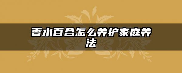 香水百合怎么养护家庭养法