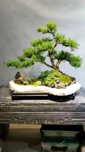 黄杨喜水吗 黄杨树喜欢湿润环境吗？