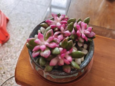 多肉吹雪之松锦怎么养护 多肉松锦怎样进行养护管理