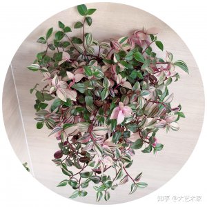 婚礼油画浇什么肥最好 婚礼油画最适合用什么肥料施肥