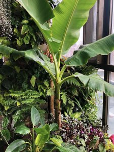 芭蕉树怎么养才能更旺盛 如何让芭蕉树茁壮生长？