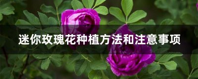 小玫瑰花怎么养家庭养法 家庭养法小玫瑰花的养护技巧