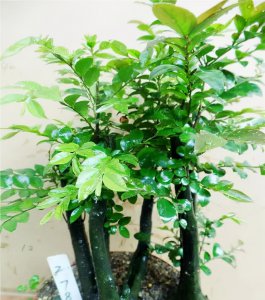 小叶紫檀树怎么养更茂盛 如何让小叶紫檀树更加繁茂生长