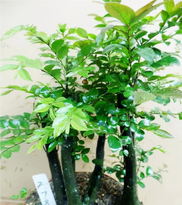 小叶紫檀树怎么养更茂盛