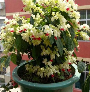 龙吐珠花怎么养护方法 养护以龙吐珠花的方法
照顾龙珠花的技巧