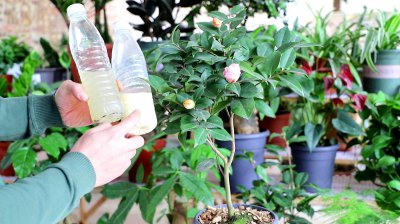 茶花浇什么肥最好 什么肥料适合茶花最好？