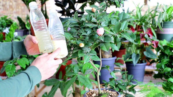 茶花浇什么肥最好