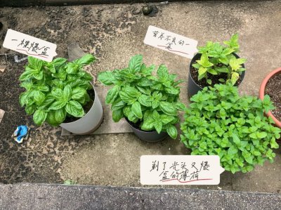 罗勒怎么养护才能爆盆 如何培养罗勒让它爆满盆？