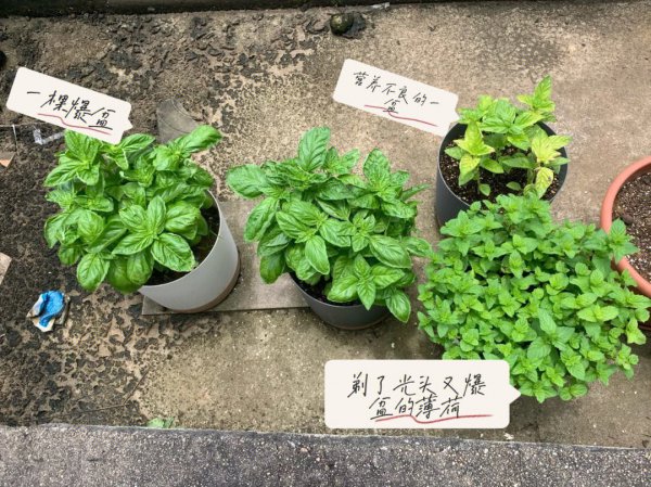 罗勒怎么养护才能爆盆