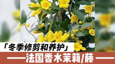法国香水茉莉怎么养护 如何正确保养法国茉莉香水