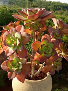 艳日辉多肉怎么养护方法 多肉植物艳日辉的养护技巧