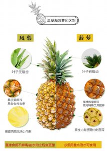 凤梨怎么养家庭养法 家庭养法如何种植凤梨？