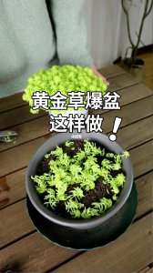 黄金草怎么养护能爆盆 如何养护黄金草才能让其爆盆？