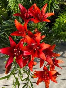 红双喜花怎么养家庭养法 家庭种植红双喜花的养护方法