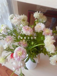 相思梅怎么养护时间长 如何延长相思梅的养护时间？