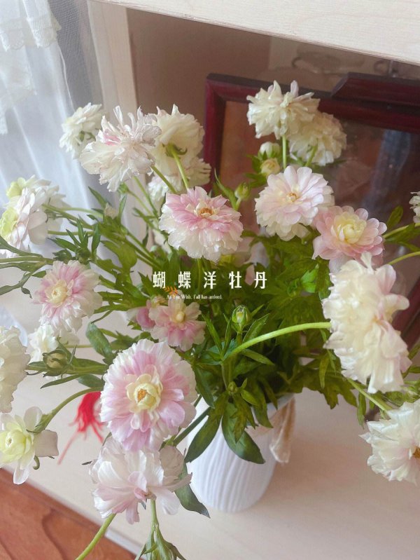 相思梅怎么养护时间长