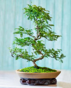 清香木喜水吗 清香木适合潮湿环境吗？