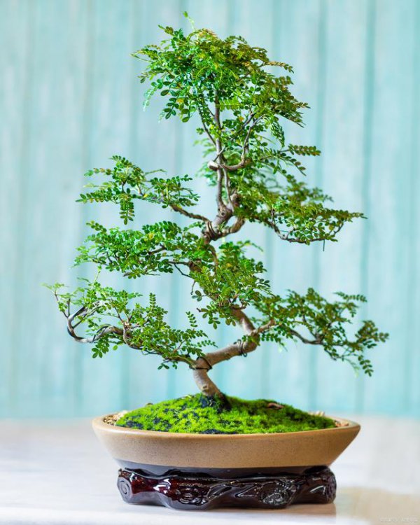 清香木喜水吗