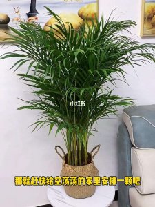 散尾竹怎么养家庭养法 家庭种植散尾竹的技巧