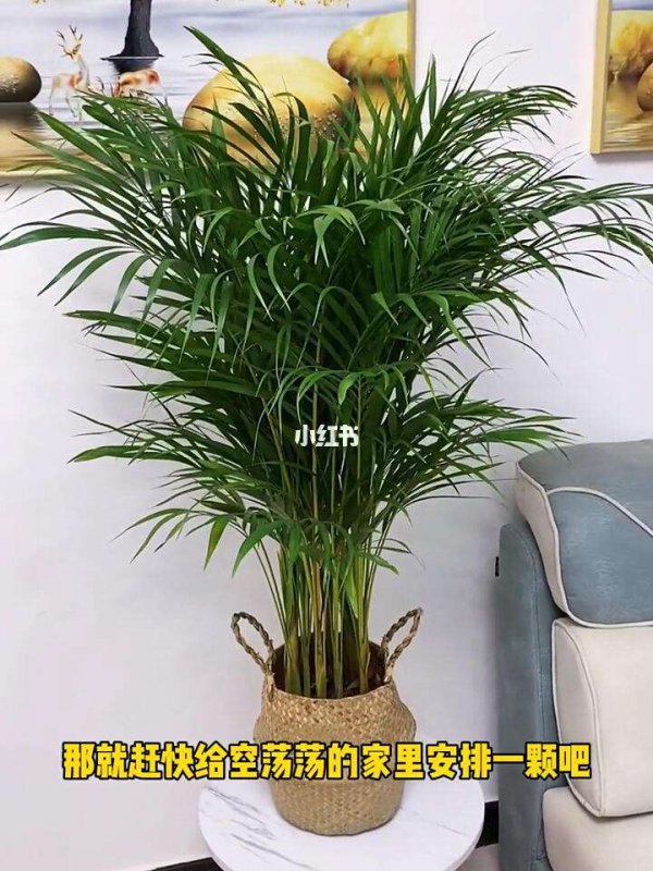 散尾竹怎么养家庭养法
