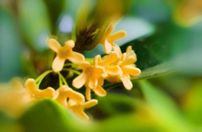 桂花喜水吗 桂花适合水吗？
