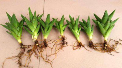 芦荟浇什么肥最好 什么肥料适合芦荟施肥