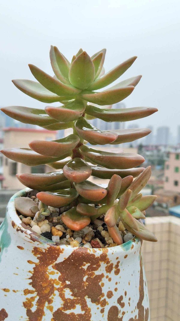 铭月多肉怎么养长的好