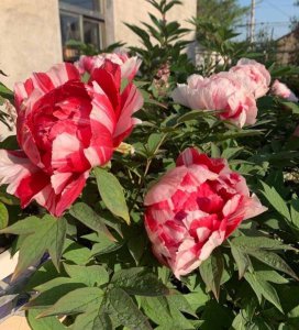 牡丹花喜水吗 牡丹花能否在水中生长？