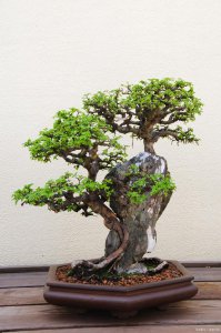 榆树喜水吗 榆树爱水吗？
榆树对水的喜好？